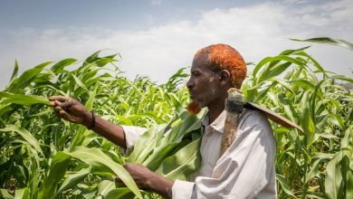 Photo of Global food prices rise in August