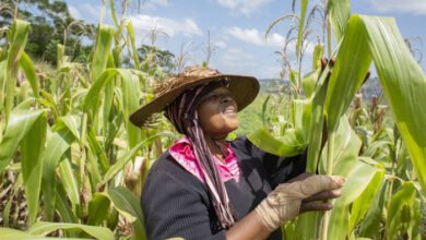 Photo of FAO MOVES TO SCALE UP RESPONSE TO FALL ARMYWORM