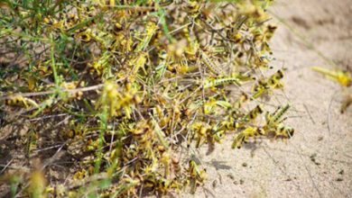 Photo of DESERT LOCUSTS THREATENING FARMLANDS IN SOMALIA