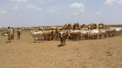 Photo of 1.4 MILLION PEOPLE FACED OF FOOD CRISIS IN KENYA