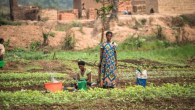 Photo of ONE IN THREE PEOPLE NOW CRITICALLY HUNGRY IN DR CONGO