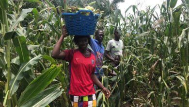 Photo of Support from TIKA to Guinean farmers