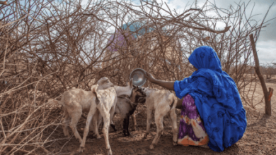 Photo of Urgent action plan needed in Africa due to drought